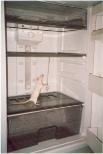 Создать мем: холодильник бытовой, пустой холодильник, мышь повесилась в холодильнике
