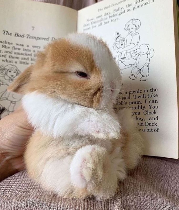 Create meme: cute bunnies, cute bunnies for VP, cute bunnies