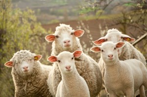 Create meme: sheep, small cattle, sheep