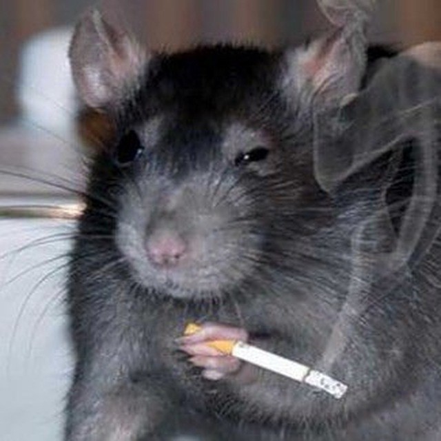 Создать мем: крыса домашняя с сигаретой, курящая крыса, мышь с сигаретой
