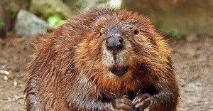 Create meme: muskrat and beaver, beaver, canadian beaver