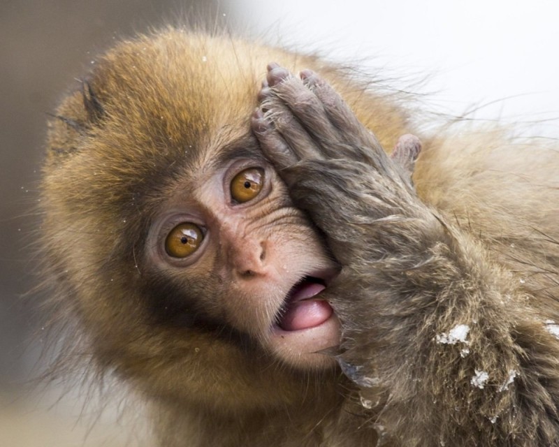 Создать мем: обезьяна с высунутым языком, обезьяна, прикольные обезьянки