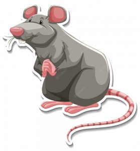 Create meme: rat on white background, rat mouse