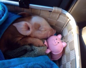 Create meme: piglet, the minipig photo, baby pig chubby