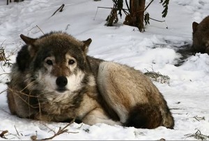 Создать мем: серый волк, волк в капкане, якутский волк