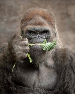 Create meme: gorilla, gorilla picture photo avatar, gorilla male with a beard