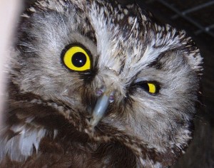 Create meme: Tengmalm's owl, bird owl, owl