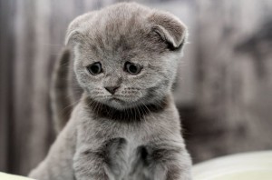 Create meme: lop-eared, sad cat, sad kitty