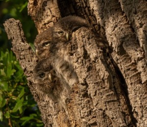 Создать мем: сова, дупло дерева, owl