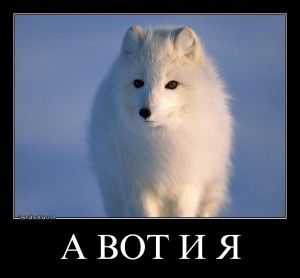 Create meme: animals of the far North Arctic Fox, animal tundra Arctic Fox information, Fox meme