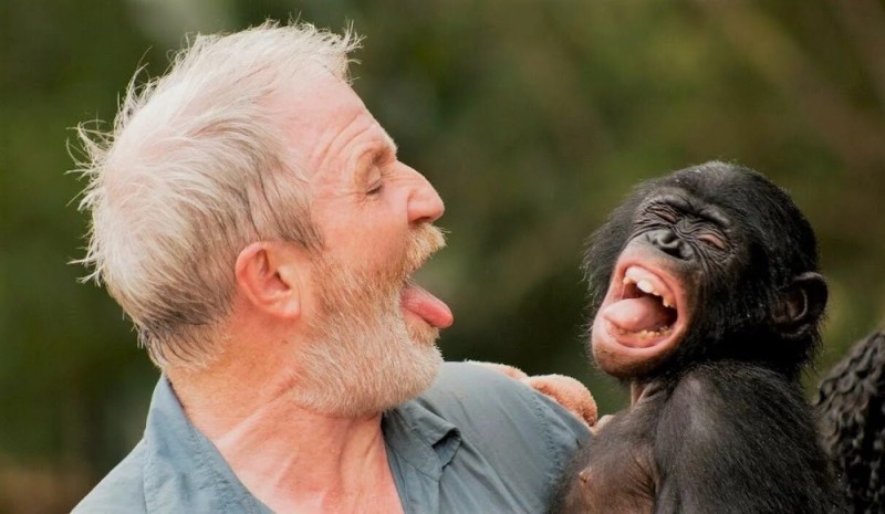 Создать мем: шимпанзе уошо, обезьяна, обезьяна смеется
