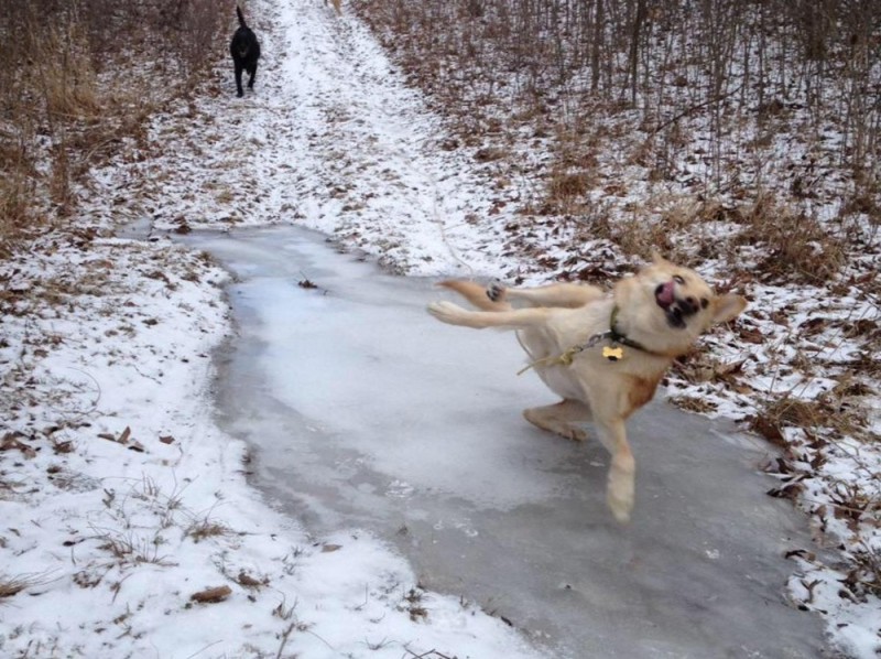 Create meme: dog on ice, labrador in the snow, Labrador dog