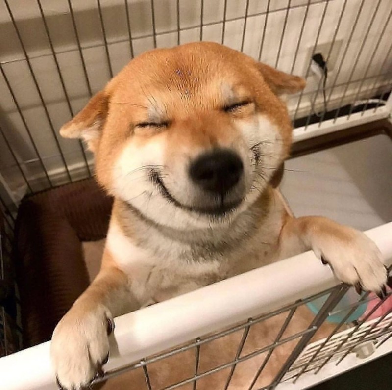 Создать мем: шиба ину улыбается, улыбающийся пес, сиба ину улыбка