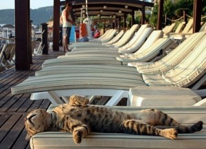 Create meme: vacationers, cat resting, cat resting