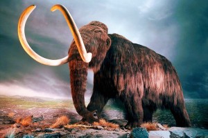 Create meme: the woolly mammoth, mammoth