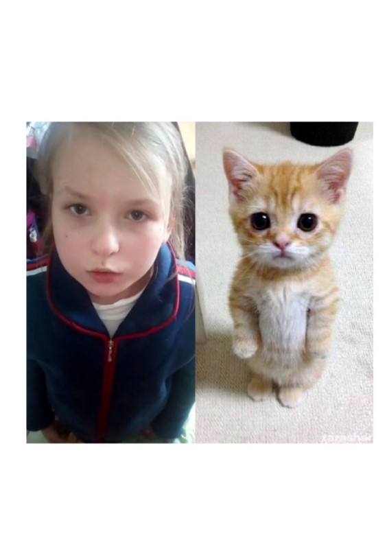 Create meme: cat cute , the cat nyashka, cute cat memes with captions