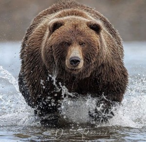Create meme: bear, bear bear, grizzly bear