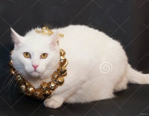 Create meme: white fluffy cat, white cat with yellow eyes, white cat