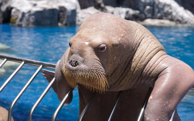 Create meme: walruses, sea walrus, The merry walrus