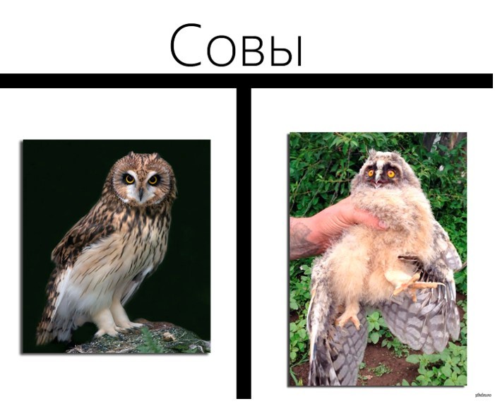 Create meme: owl owl, owl , owls types