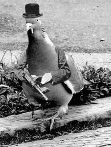 Create meme: dove Basil, dove, funny pigeon