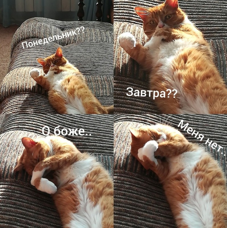Create meme: cat , I'll get up early tomorrow morning, tomorrow is Monday