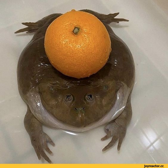 Создать мем: жаба, толстая жаба, лягушки