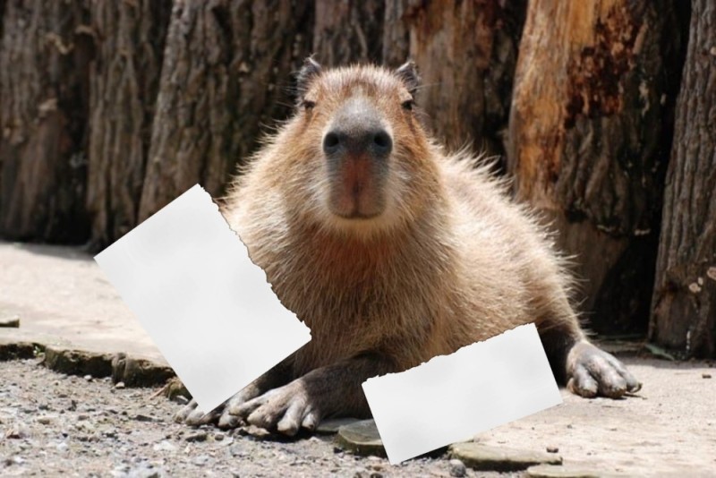 Create meme: a pet capybara, angry capybara, funny capybaras