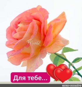 Create meme: postcard, rose flower, the flowers are beautiful