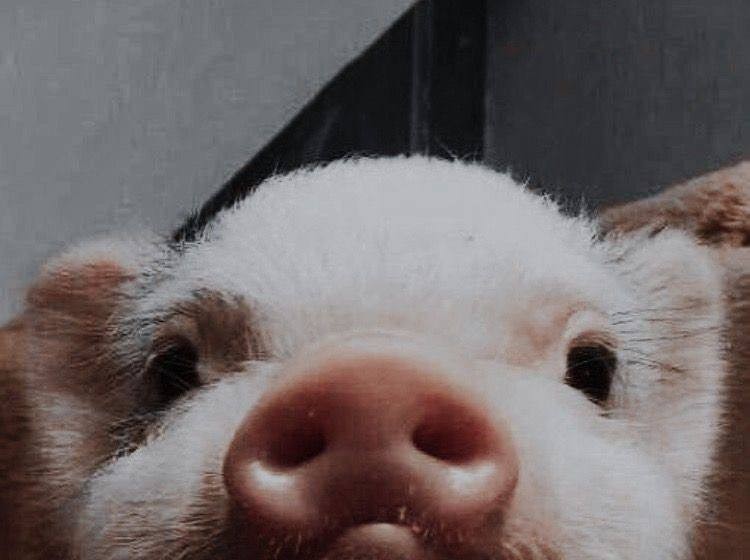 Create meme: the Piglet is cute, cute pig, pigs