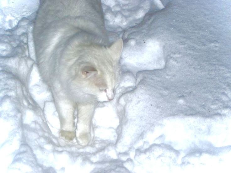 Создать мем: зима кот, кошка белая, белая кошка на снегу