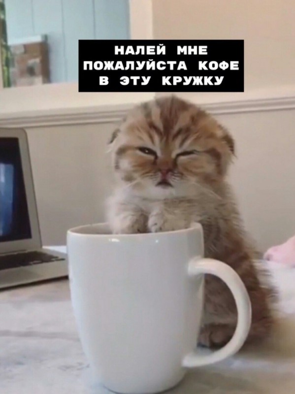 Create meme: sleepy cat with coffee, cat coffee, good morning cat