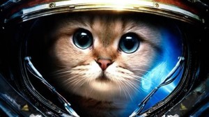 Create meme: cat faggot StarCraft