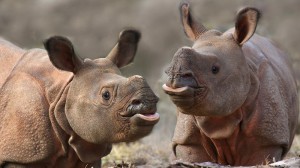 Создать мем: детеныш носорога, смешной носорог, суматранский носорог