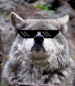Создать мем: ауф мем волк, гордый волк в золотых очках, волк в очках