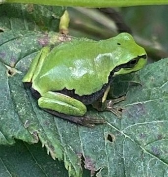Создать мем: лягушка обыкновенная, жаба зеленая, лягушка жаба