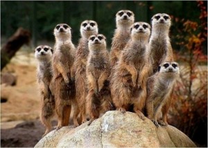 Create meme: meerkats