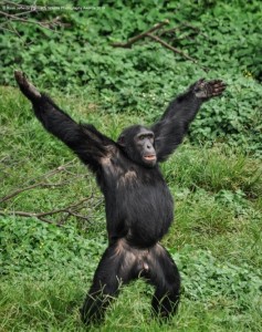 Create meme: gorilla, Bonobo male, gorilla happy