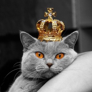 Create meme: king cat, Royal cat