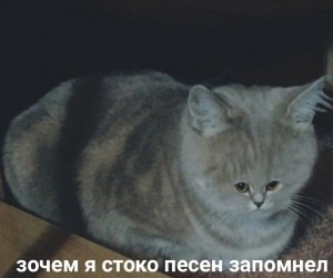 Создать мем: кошка британская, кот, кошечка