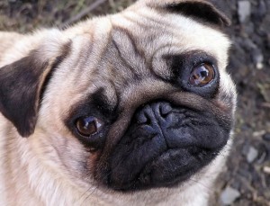 Create meme: cross-eyed pug, breed pug, dog pug