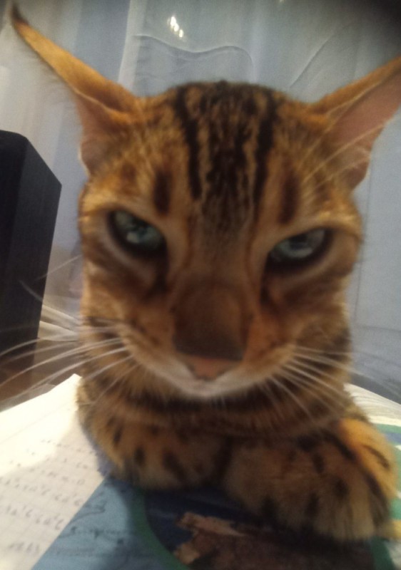 Create meme: cat , cat cat, Bengal cat