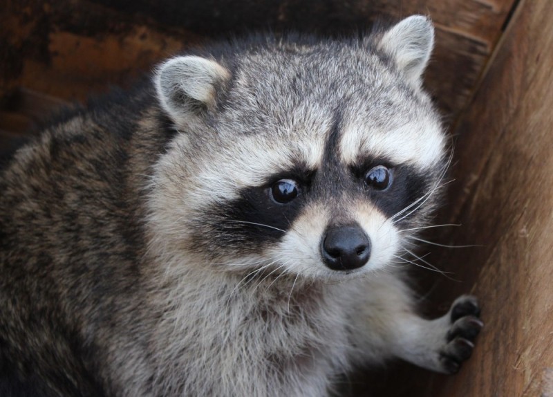 Create meme: enotik , the muzzle of a raccoon, little raccoon