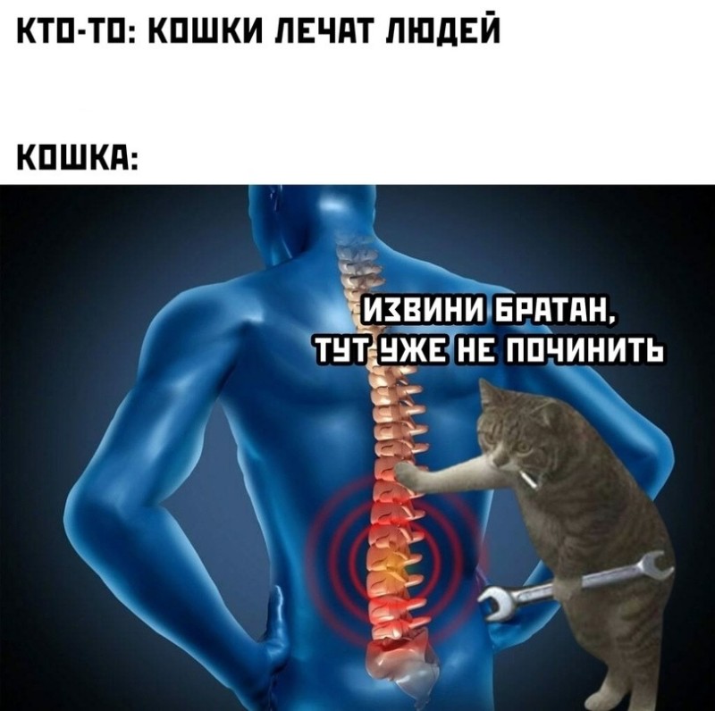 Create meme: there is no way to fix the cat, sorry bro can't fix this, spine