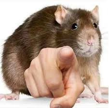 Создать мем: крыса большая, крыса крыса, домашняя крыса