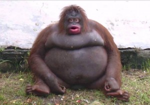 Создать мем: обезьяна большая, жирная обезьяна мем, жирная обезьяна с людьми
