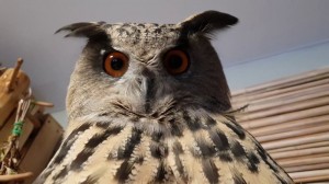 Create meme: owl owl