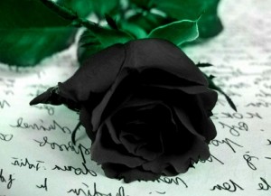 Create meme: dark rose, black rose