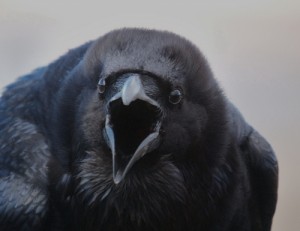 Create meme: black Raven, a flock of crows, crow