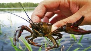 Create meme: cancer, crayfishing, cancer river fishing